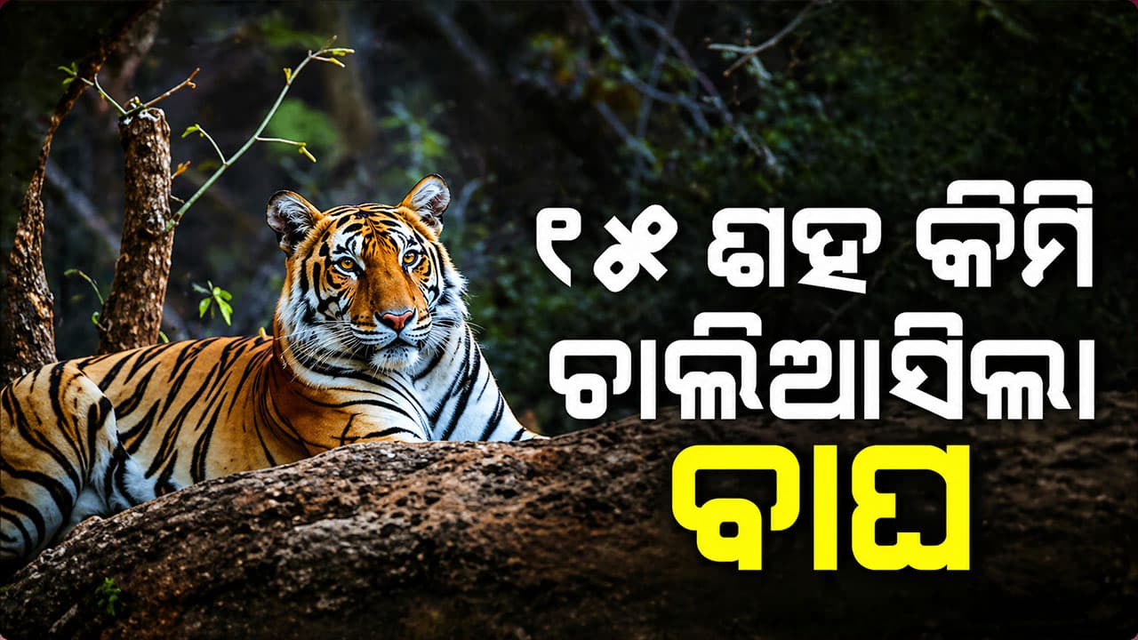 ଶିମିଳିପାଳ ଇତିହାସରେ ପ୍ରଥମ, ୧୫ ଶହ କିମି ଚାଲିଆସିଲା ମହାବଳ ବାଘ