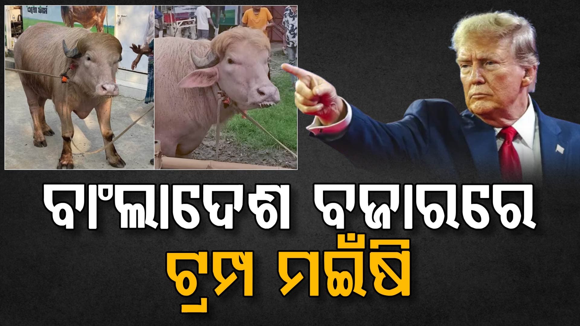 ଇଦ ପୂର୍ବରୁ ବଜାରରେ ବଢୁଛି ଟ୍ରମ୍ପ-ନେତାନ୍ୟାହୁ ମଇଁଷିର ଚାହିଦା; ସେଲ୍ଫି ପାଇଁ ପ୍ରବଳ ଭିଡ଼