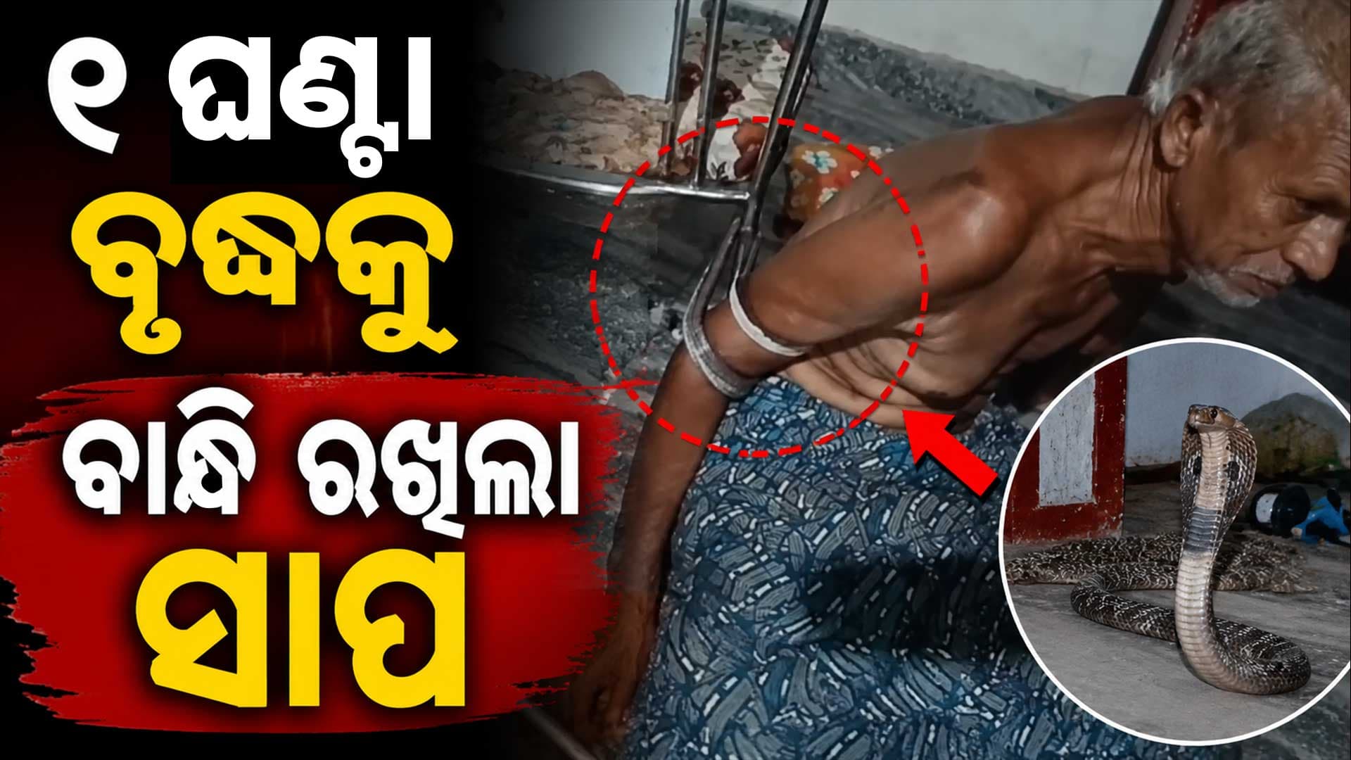 ବୃଦ୍ଧଙ୍କୁ ଗୁଡ଼େଇ ଗୁଡ଼େଇ ବାନ୍ଧି ପକାଇଲା ସାପ ଦେଖନ୍ତୁ ଭିଡ଼ିଓ... 