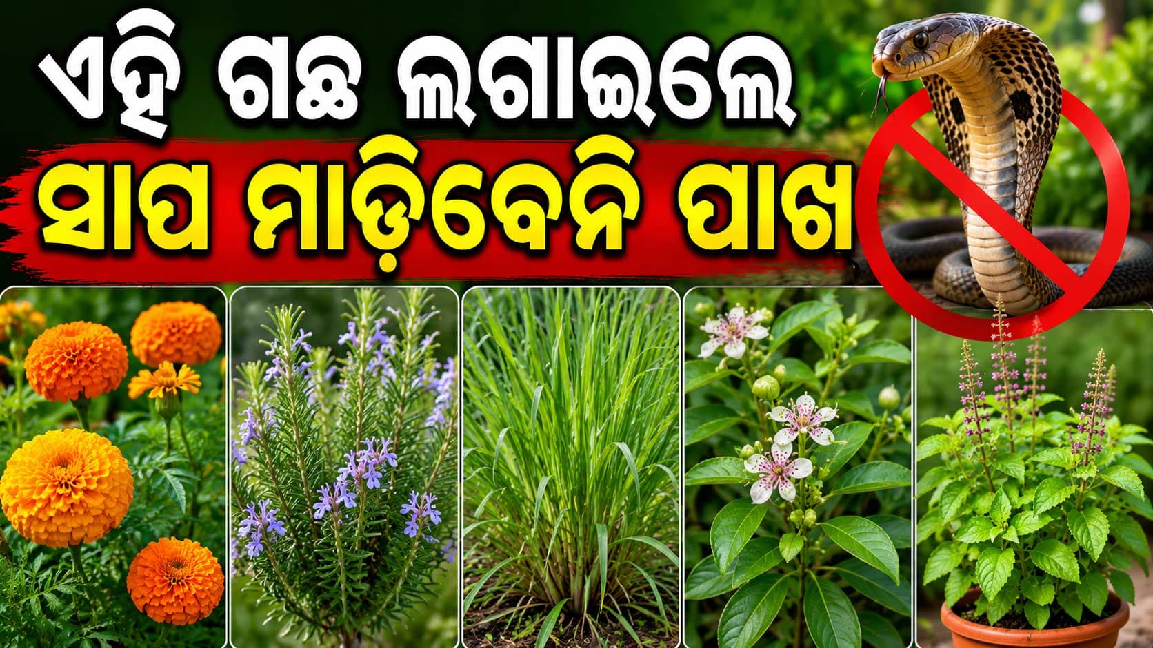 ବଗିଚାକୁ ଆସିବେନି ସାପ ଲଗାନ୍ତୁ ଏହି ୫ ଗଛ