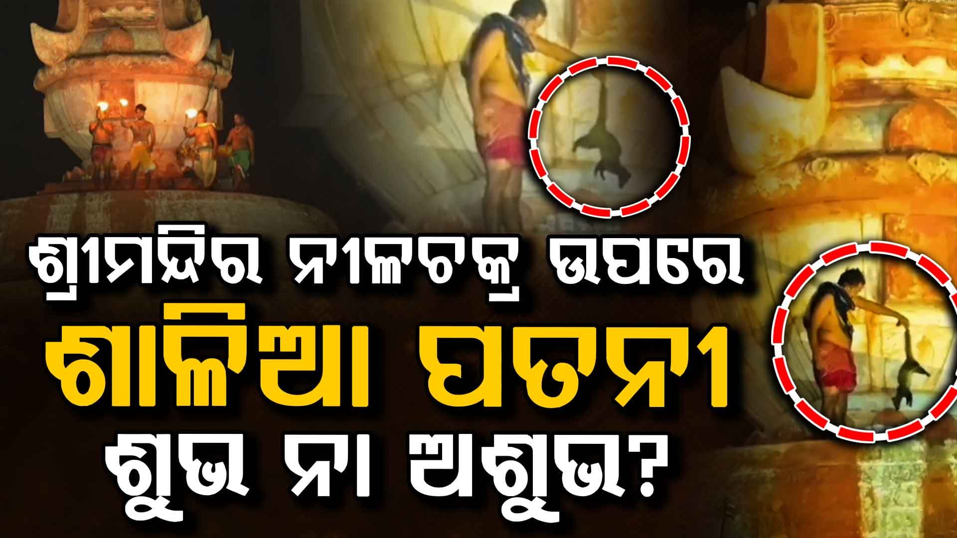 ଶ୍ରୀମନ୍ଦିର ନୀଳଚକ୍ର ଉପରେ ଚଢ଼ିଗଲା ଶାଳିଆ ପତନୀ, ଏହା ଶୁଭ ନା ଅଶୁଭ ସଙ୍କେତ?