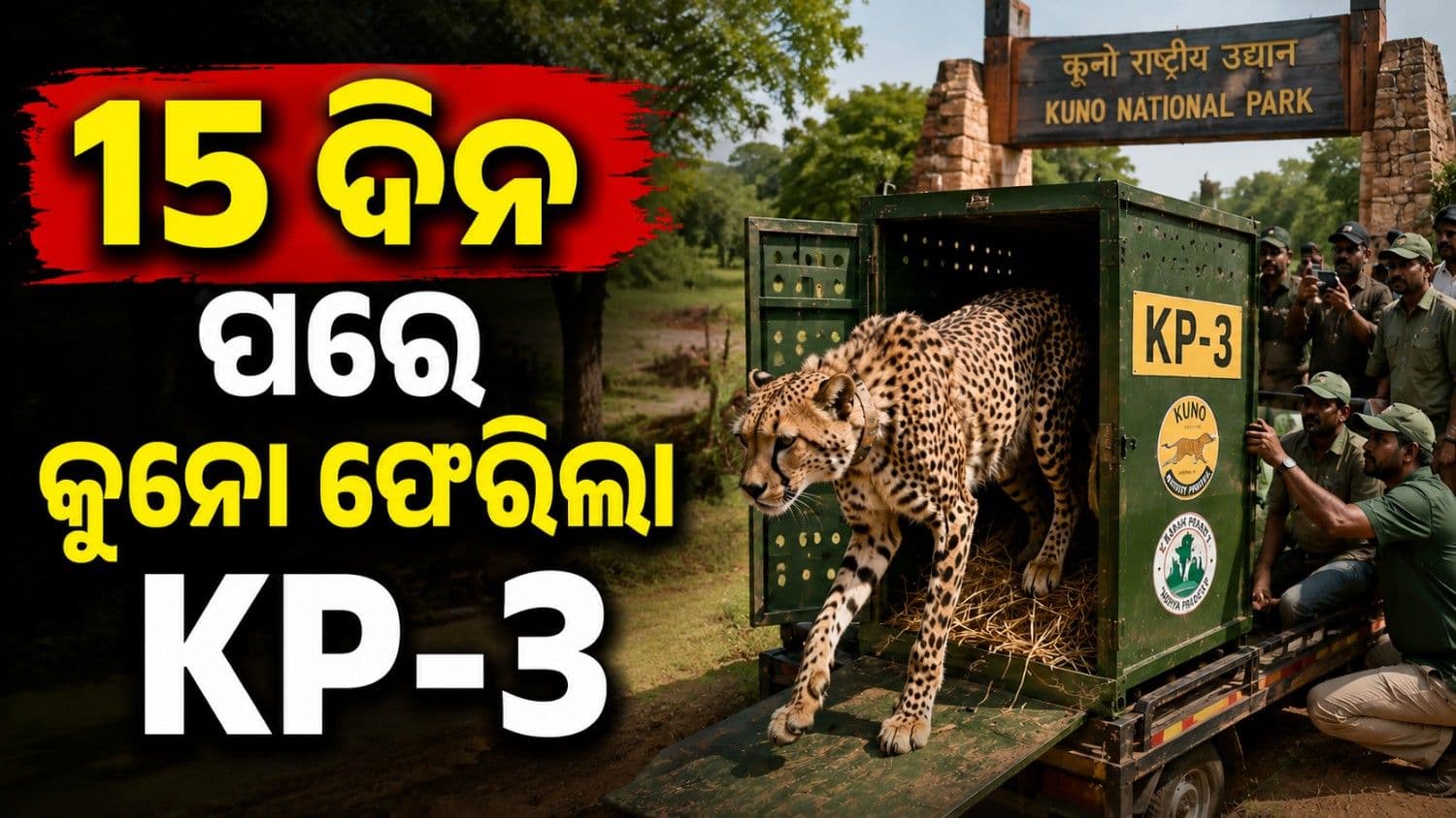 ୧୫ ଦିନ ପରେ କୁନୋ ଫେରିଲା 'କେପି-୩'; ଭରତପୁର ଠାରେ ପକାଇଥିଲା ଡେରା 