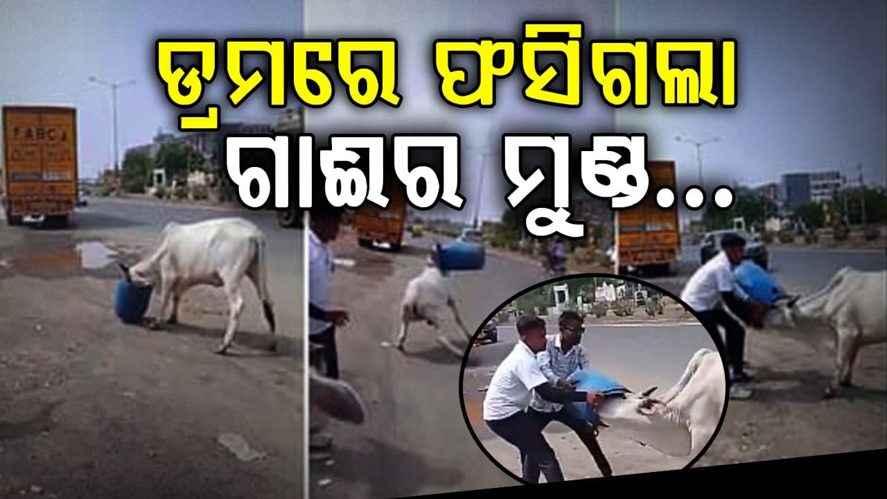 ପ୍ଲାଷ୍ଟିକ୍ ଡ୍ରମରେ ଫସିଗଲା ଗାଈର ମୁଣ୍ଡ, ସାହସୀ ଯୁବକମାନେ ବଞ୍ଚାଇଲେ ଜୀବନ…ଭିଡିଓ ହେଉଛି ଭାଇରାଲ
