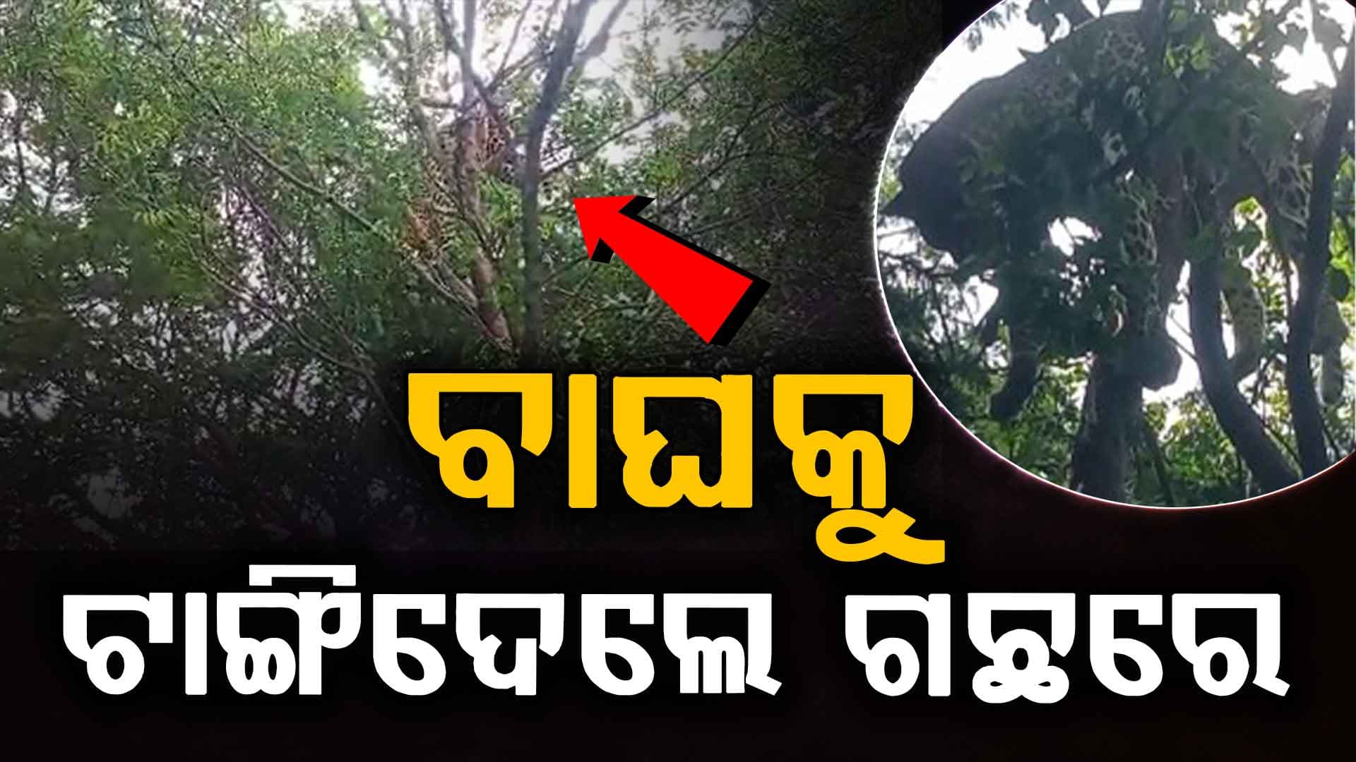 ଜରଡ଼ ଛକ କ୍ରସର ନିକଟ ଗଛରେ ଝୁଲୁଛି କଲରା ପତରିଆ ବାଘ ମୃତଦେହ… ମୃତ୍ୟୁର କାରଣ ଅସ୍ପଷ୍ଟ 