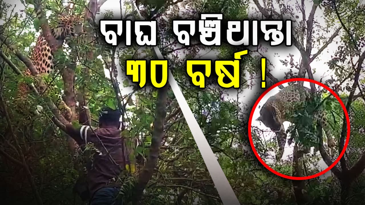 ମାତ୍ର ଅଢେଇ ବର୍ଷରେ ଫାସରେ ପଡ଼ି ବାଘର ଗଲା ଜୀବନ