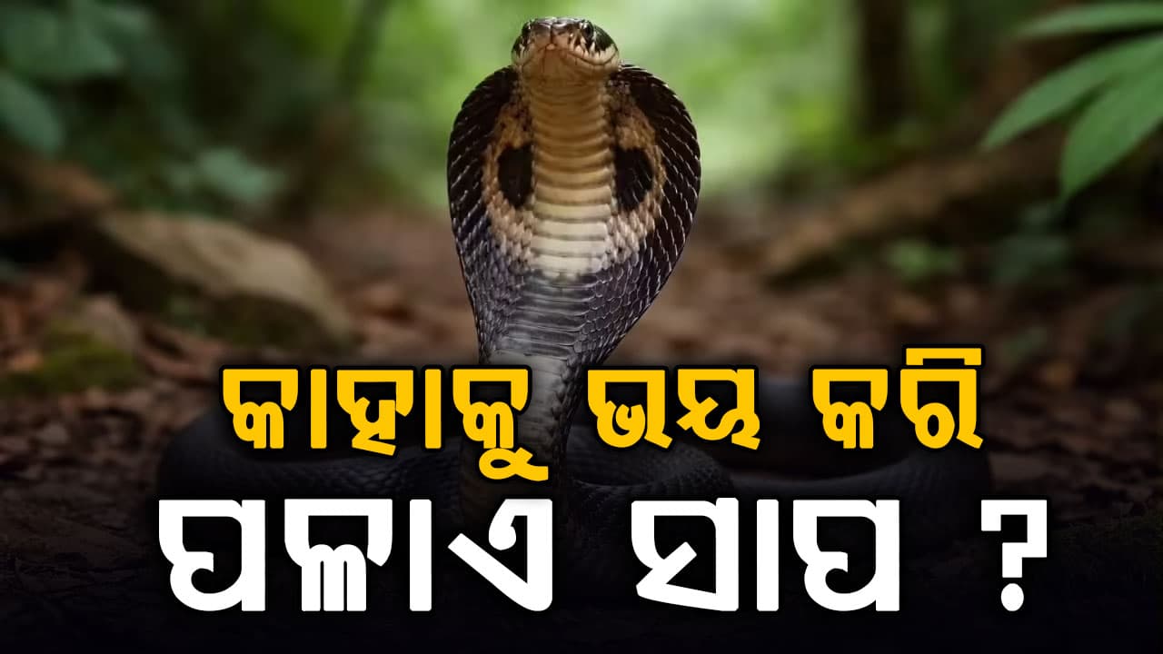 ବର୍ଷା ଋତୁରେ ସବୁଆଡେ ବୁଲୁଛନ୍ତି ସାପ: ନିଜକୁ କେମିତି ରଖିବେ ସୁରକ୍ଷିତ, ଜାଣନ୍ତୁ ଗୁରୁତ୍ୱପୂର୍ଣ୍ଣ କଥା