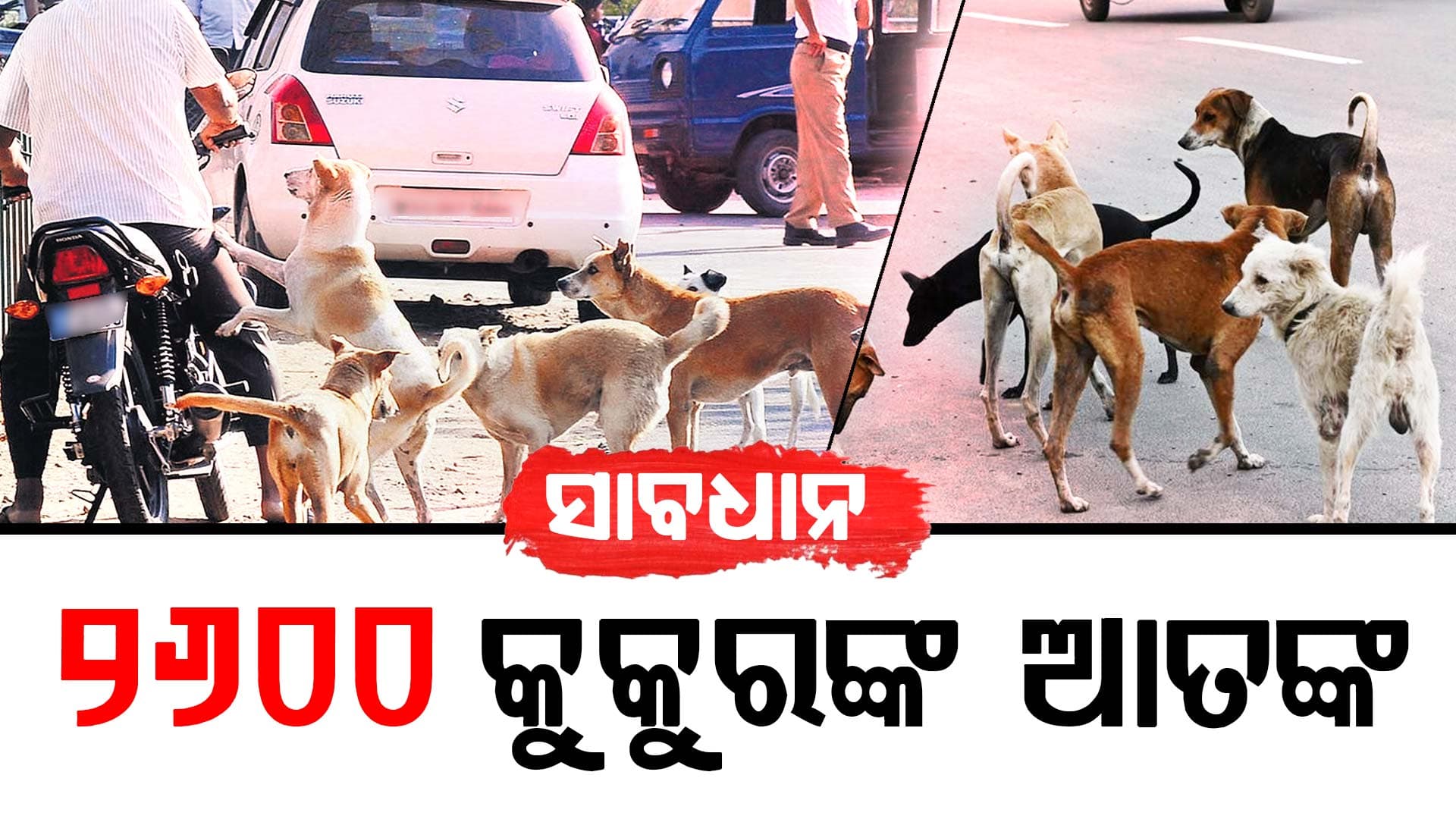 ବୁଲା କୁକୁରଙ୍କ ଆତଙ୍କ: ଲୋକଙ୍କୁ ଗୋଡେଇ ଗୋଡେଇ କାମୁଡୁଛନ୍ତି, ଦେଖାନାହିଁ RMCର କୁକୁର ଧରିବା ଗାଡି 
