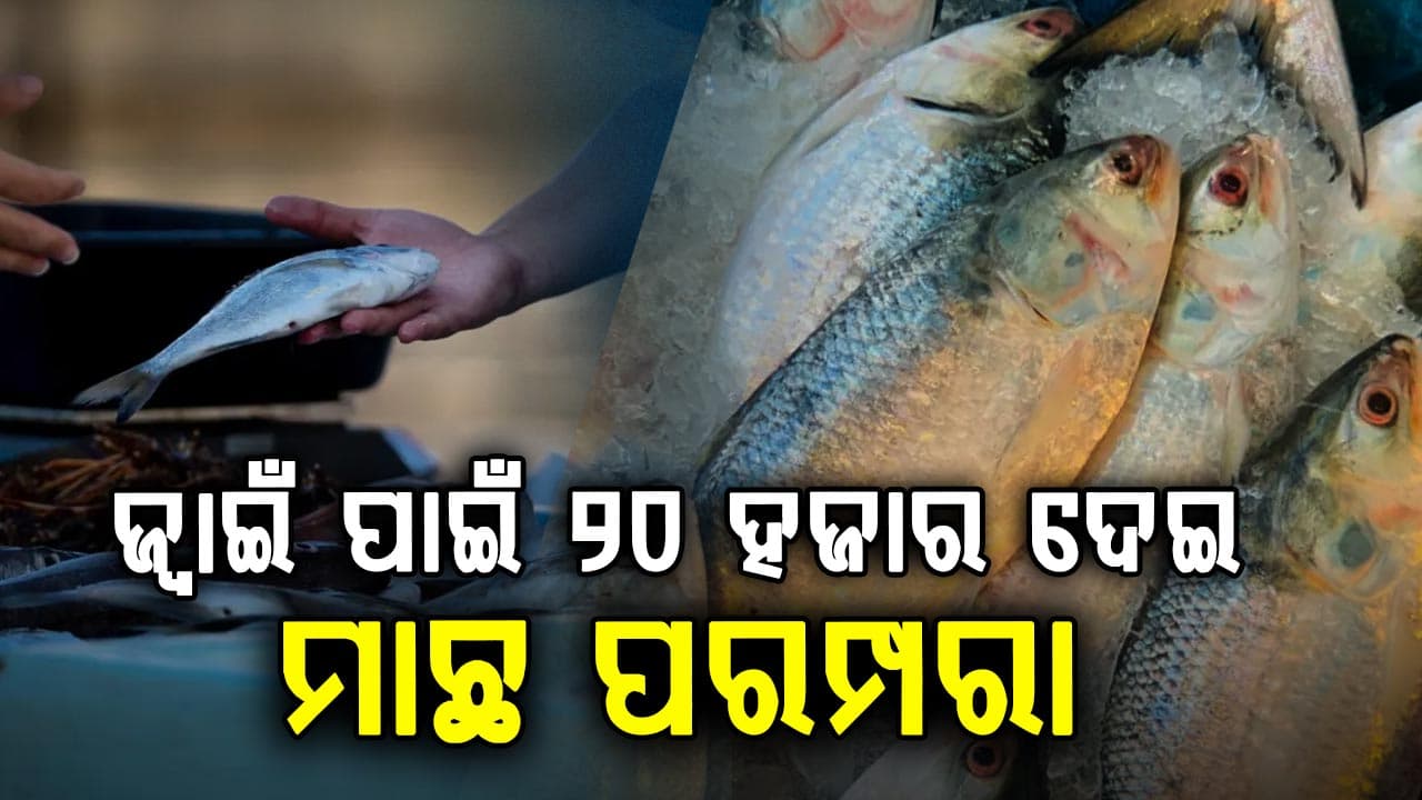 ଆନ୍ଧ୍ରପ୍ରଦେଶର ମହଙ୍ଗା ମାଛ: ଜ୍ୱାଇଁଙ୍କୁ ଖାଇବାକୁ ଦେବା ରହିଛି ସ୍ୱତନ୍ତ୍ର ପରମ୍ପରା