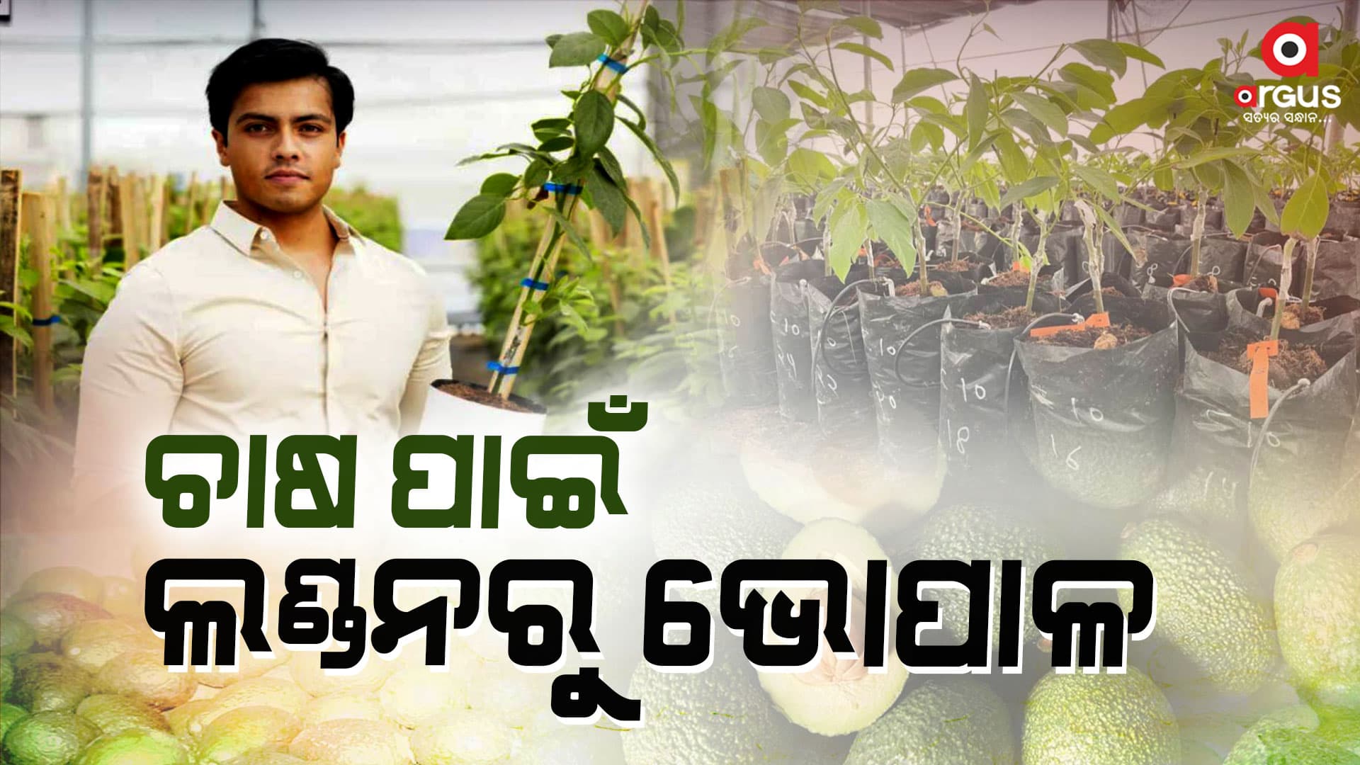 ଲଣ୍ଡନରେ ପାଠପଢ଼ା ଛାଡ଼ି ଆଭକାଡୋ ଚାଷ କରି ହୋଇଛନ୍ତି ସ୍ବାବଲମ୍ବୀ