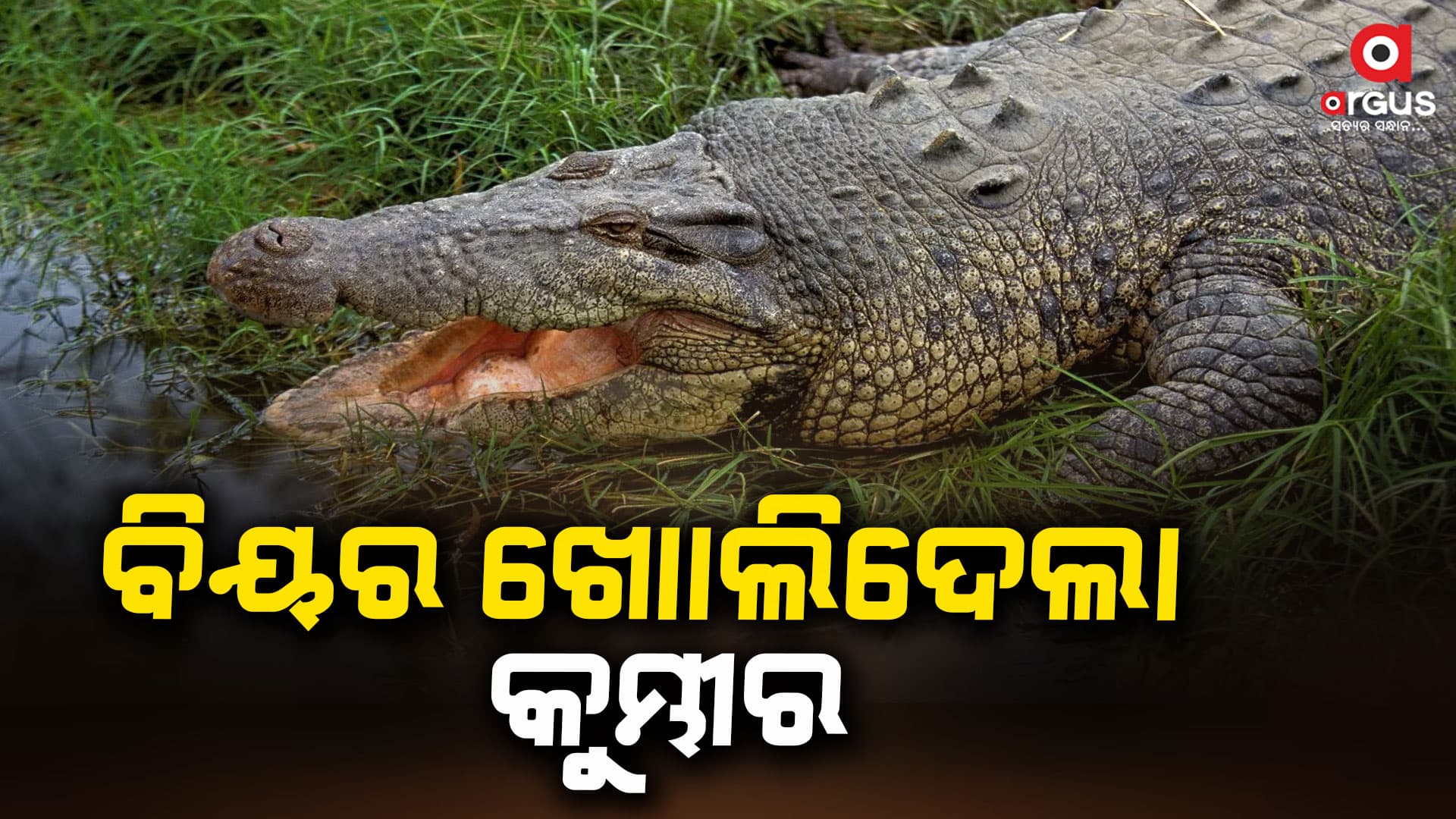 ଗଭୀର ନଦୀରେ ବିଅର ବୋତଲ ଖୋଲି ଦେଲା କୁମ୍ଭୀର