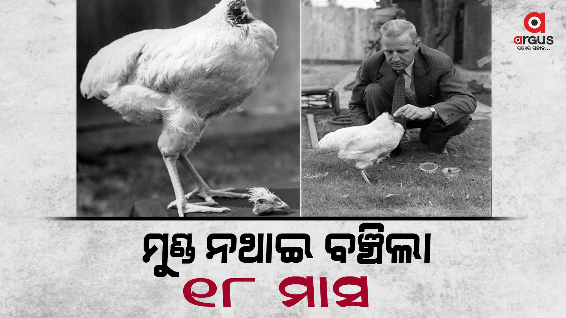 ବିନା ମୁଣ୍ଡରେ ୧୮ ମାସ ବଞ୍ଚିଲା କୁକୁଡା