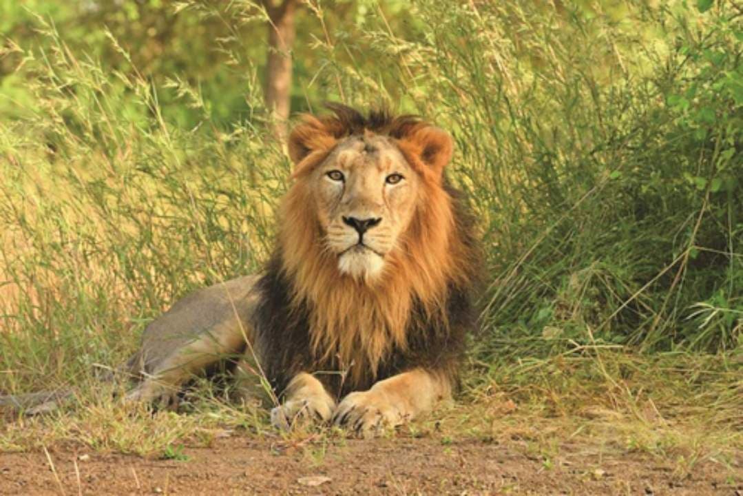 Lion Dies At Etawah Safari Park