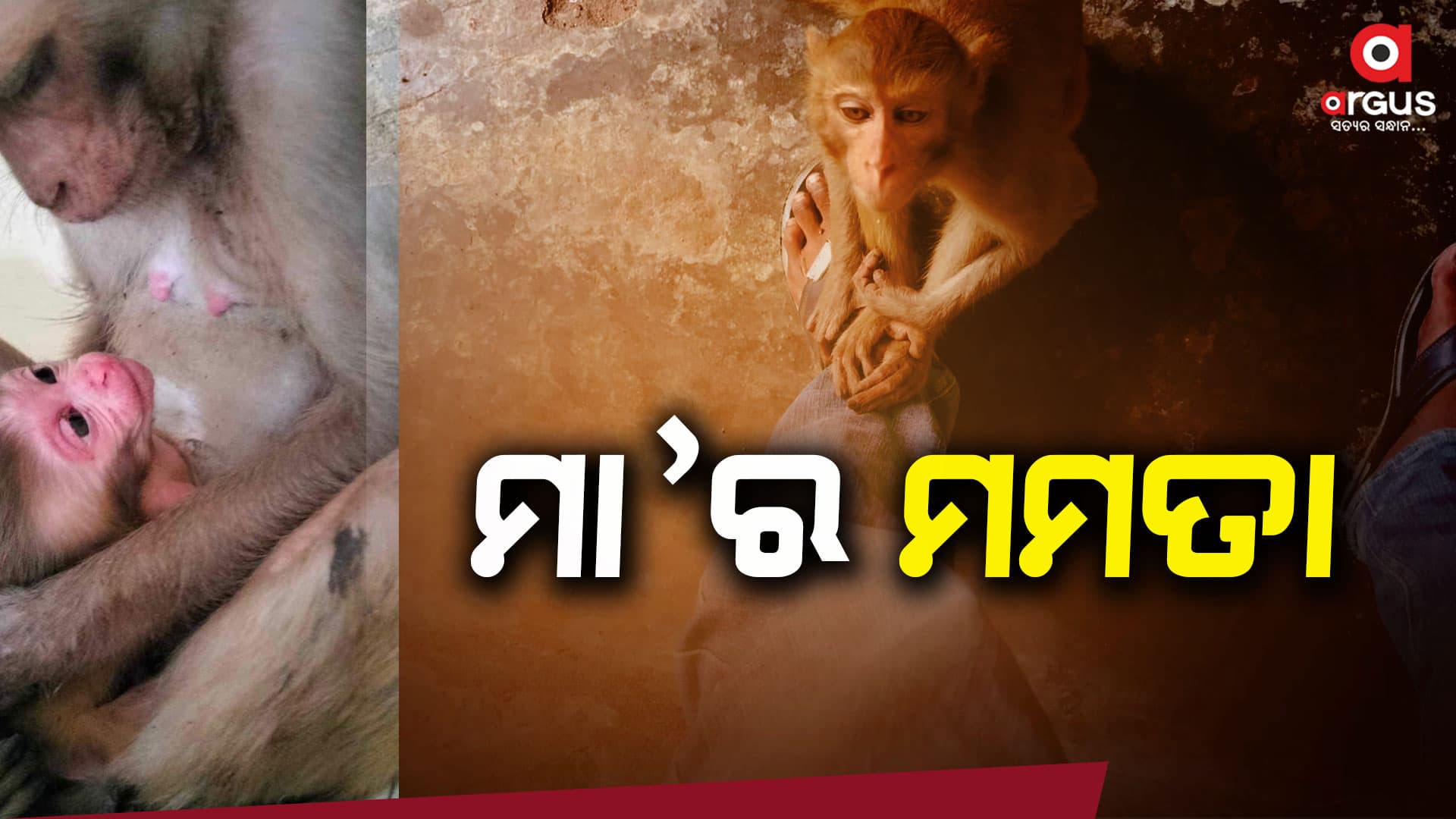 ମଣିଷ ହଉ କି ପଶୁ ମା' ତ ମା'