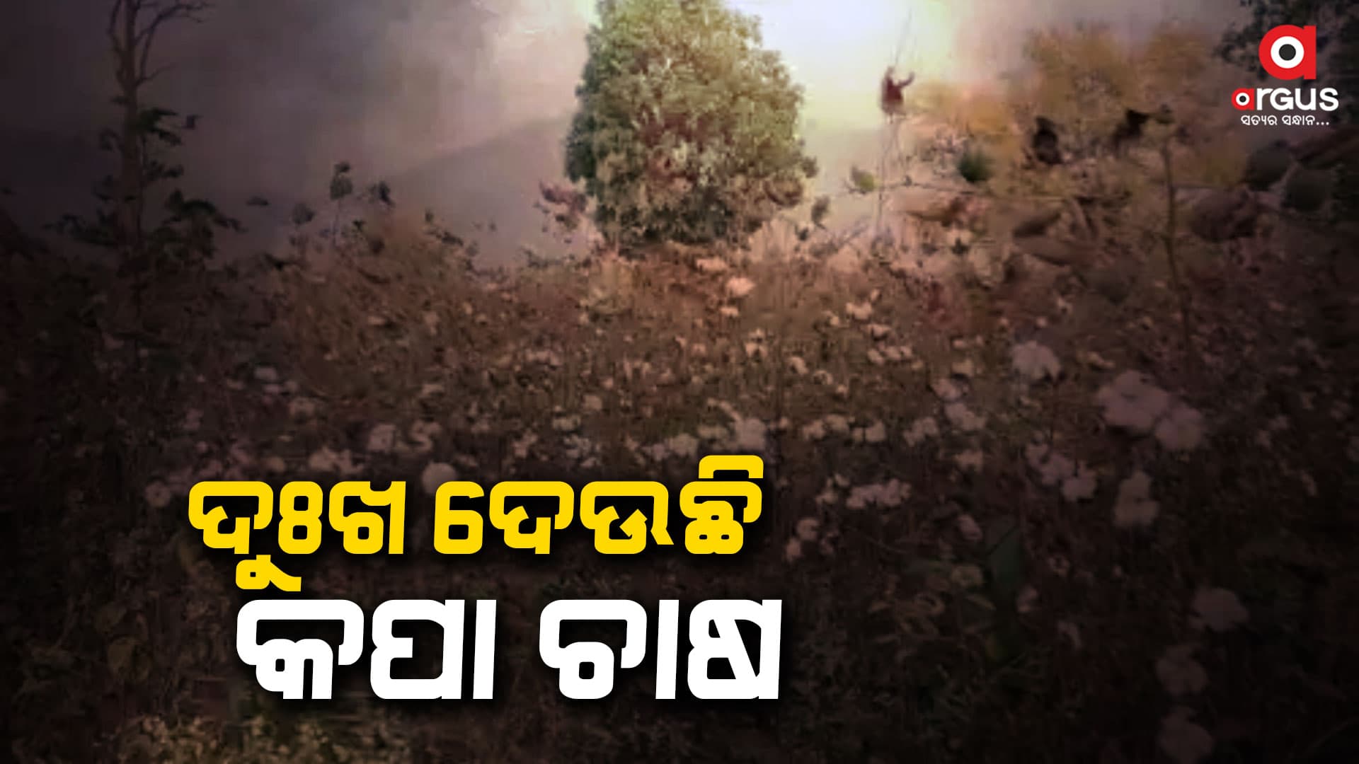ନିରାଶ କପା ଚାଷୀ, ନା ଅଛି ବଜାର ବ୍ୟବସ୍ଥା ନା ଅଛି ମଣ୍ଡି ବ୍ୟବସ୍ଥା
