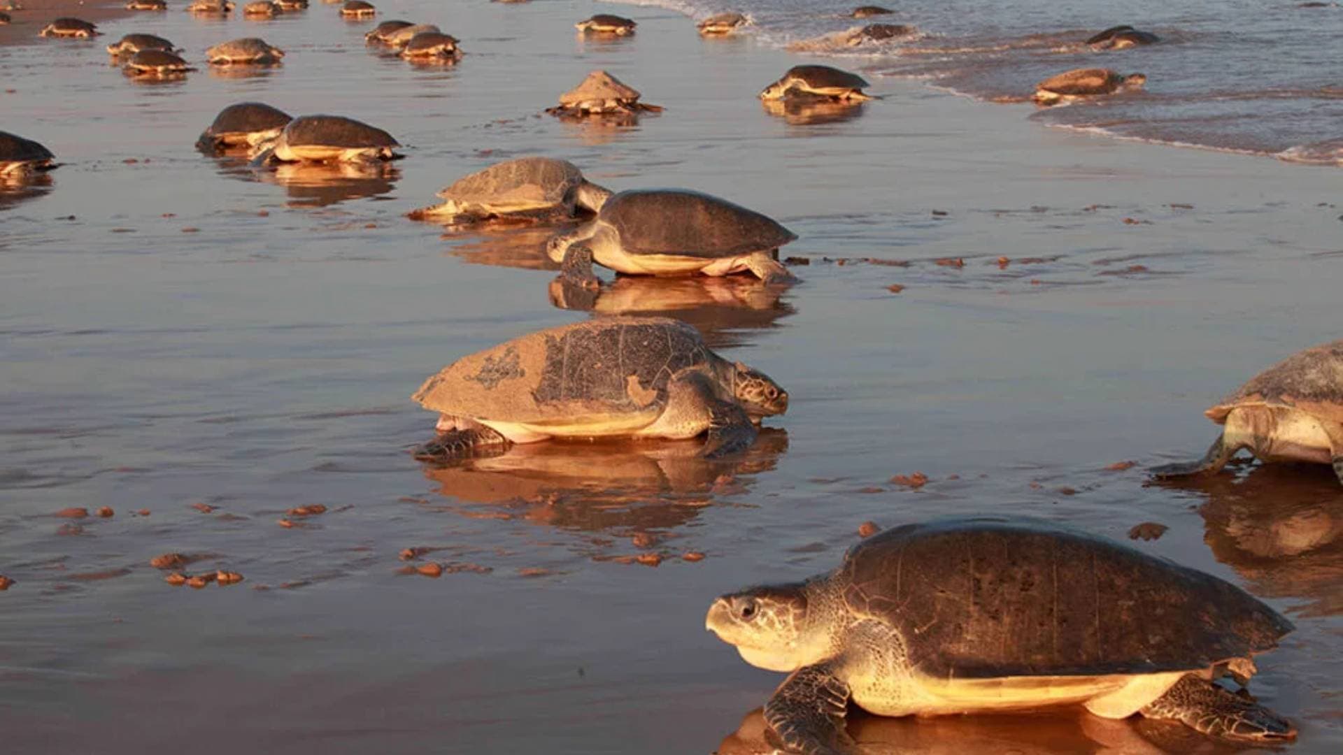 Odisha: Restriction On Fishing Ahead Of Olive Ridley Turtles’ Nesting Season 