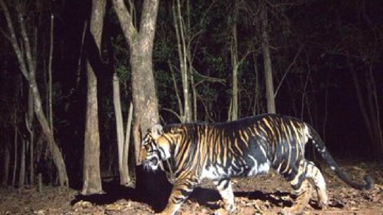 Mayurbhanj: Visitors To Witness Black Panther Safari In Similipal, Tweets Odisha CM