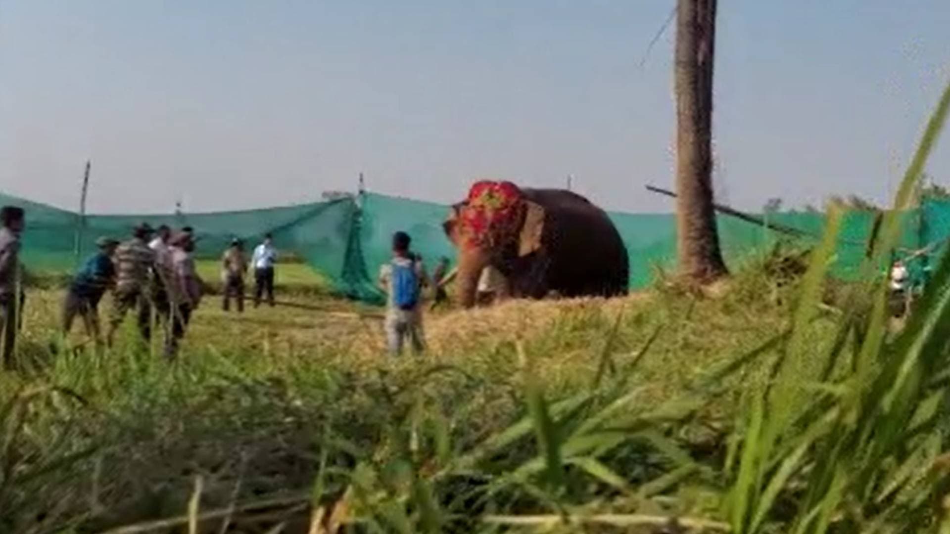 Tusker To Return To Its Habitat After Recovery, Says Angul DFO