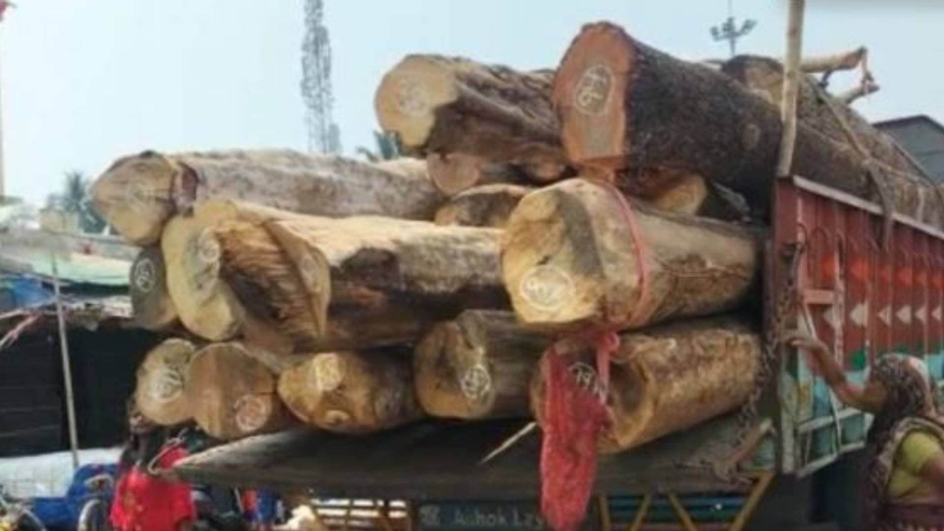 Rath Yatra 2024: First Phase Of Timber From Nayagarh Reaches Puri 