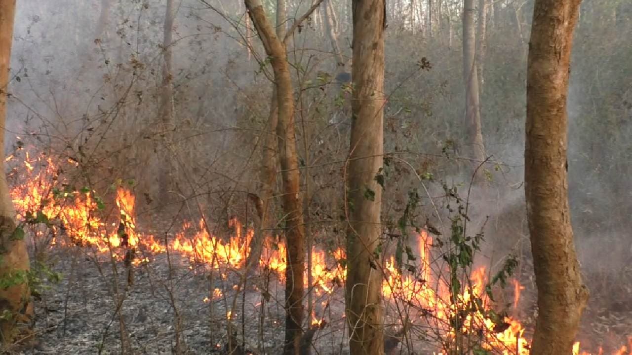 Fire Breaks Out In Mayurbhanj Jungles; Reasons Unknown