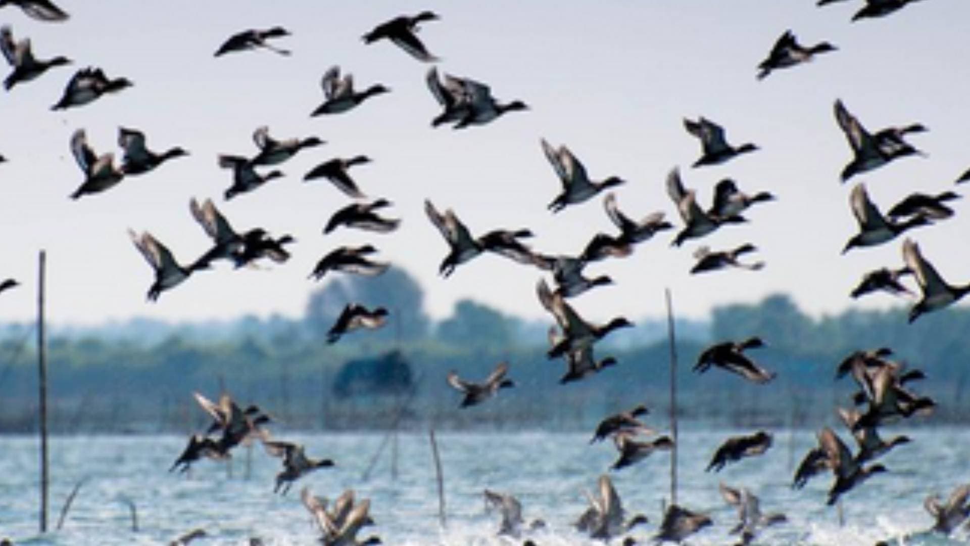 Winter Alert! Migratory Birds Throng Mangalajodi- The Birds Paradise In Chilika Lagoon