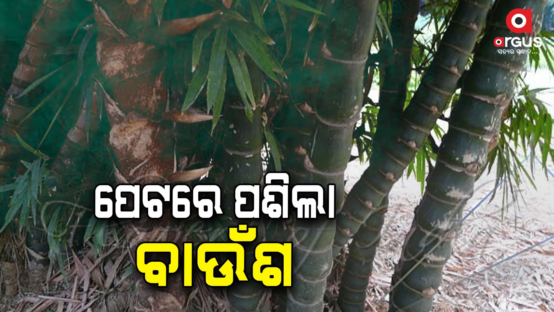 ଶ୍ରମିକଙ୍କ  ପେଟରେ ପଶିଲା ବାଉଁଶ