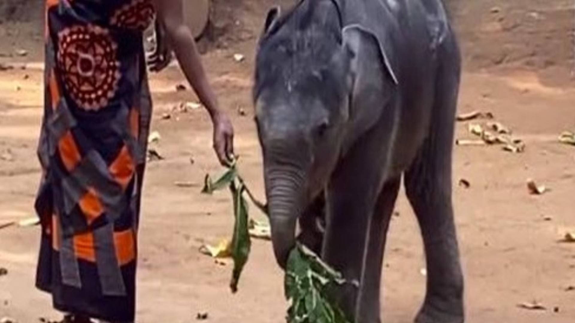 Abandoned Elephant Calf Starts New Life In Kerala's Palakkad