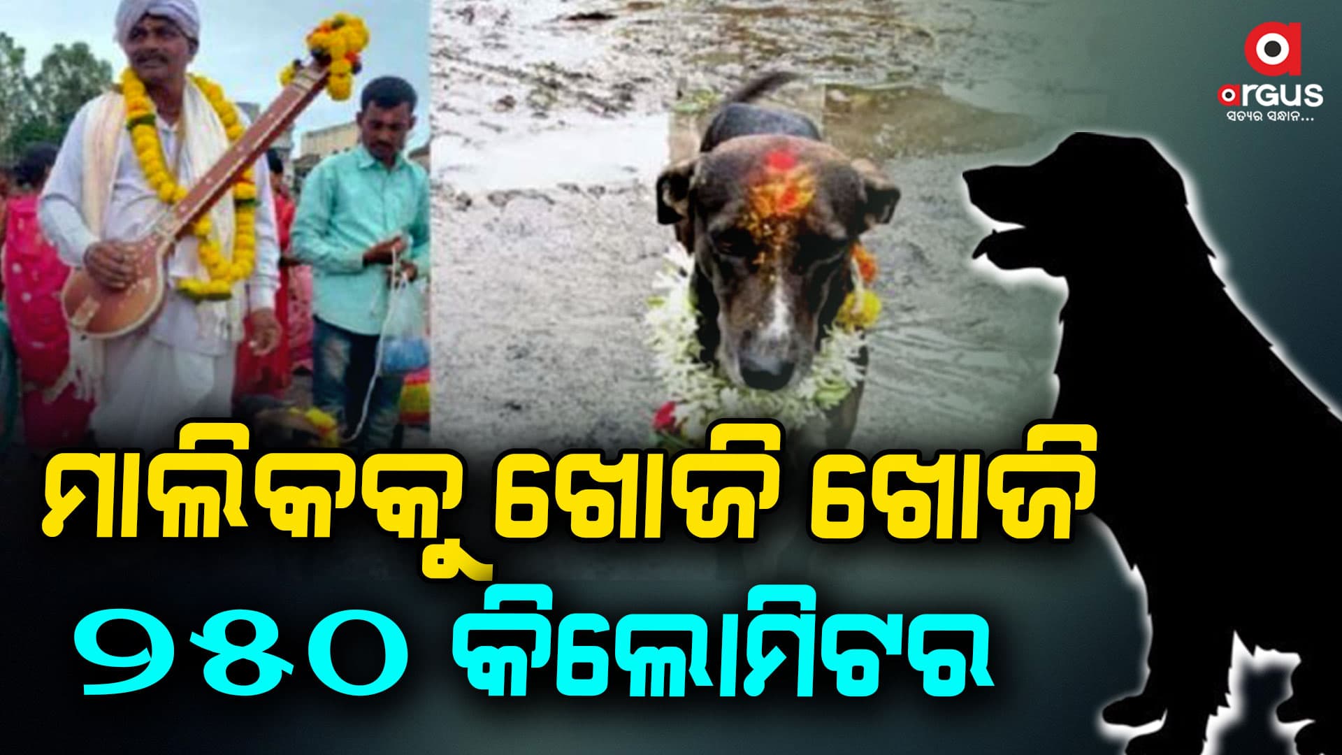 ବଫାଦାର କୁକୁର ! ମାଲିକଙ୍କୁ ଖୋଜି ଖୋଜି ଚାଲିଆସିଲା ୨୫୦ କିଲୋମିଟର
