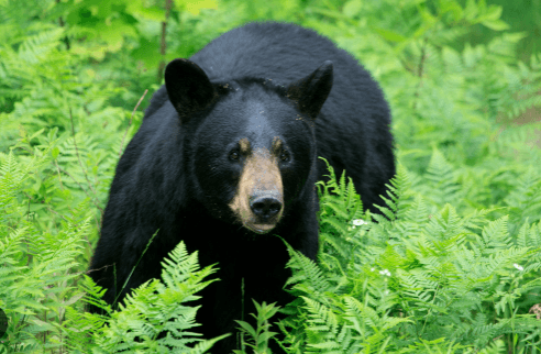 Elderly Man Killed In Bear Attack In Koraput Village