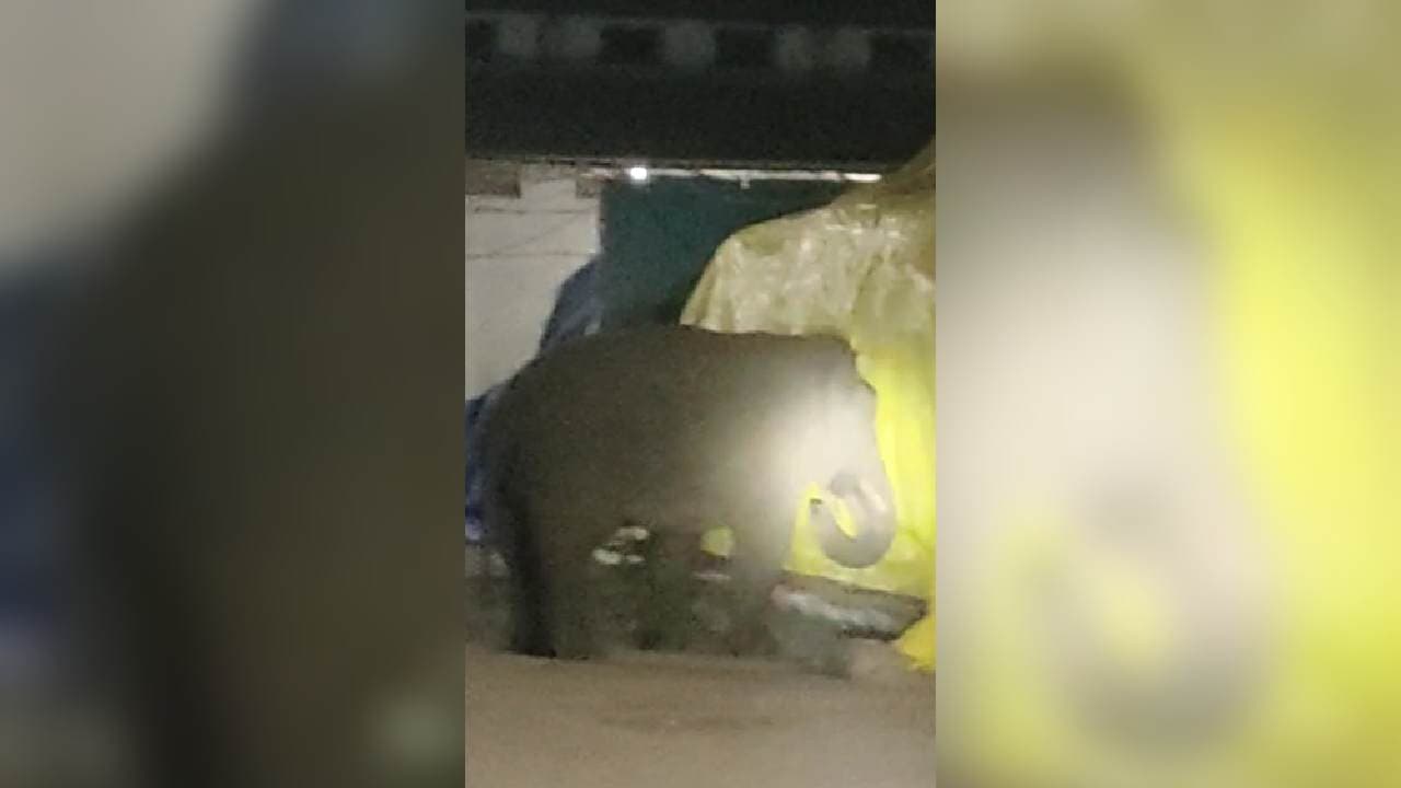 Elephant Pulls Down House And Attacks Couple In Sambalpur 