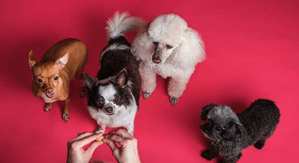 Ways To Celebrate An Inclusive Animal Friendly Diwali