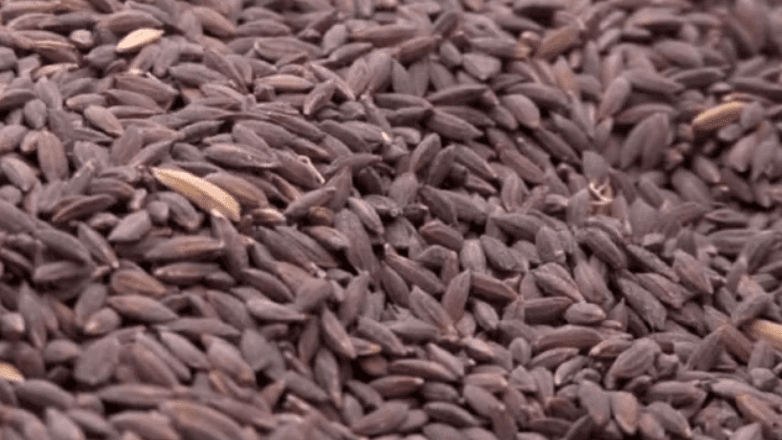 8 More Odisha Products Including 'Koraput Kalajeera Rice' Get GI Tag