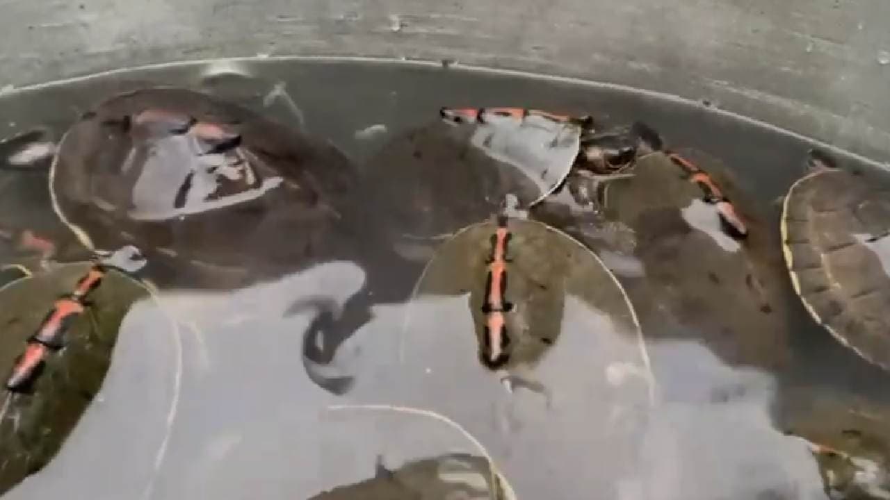 3 Arrested & 351 Turtles Rescued In Cuttack 