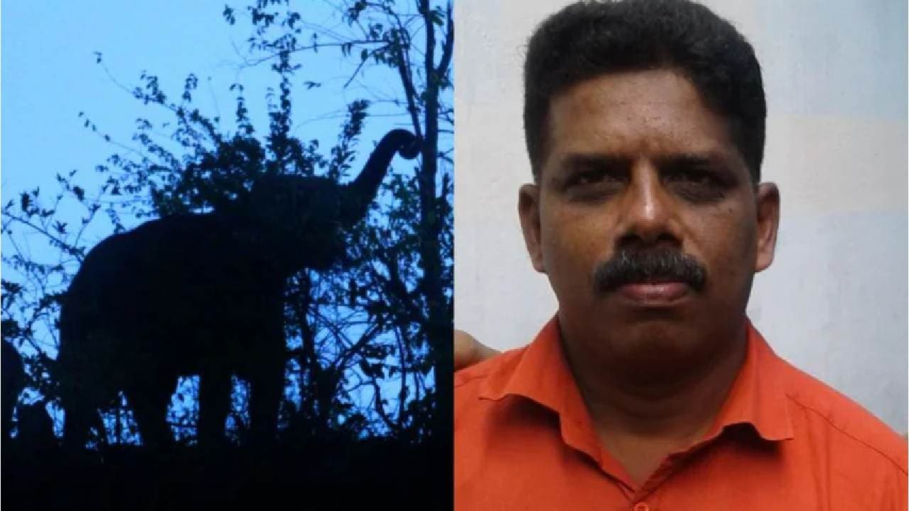 Kerala: Man killed in wild elephant attack in Pathanamthitta