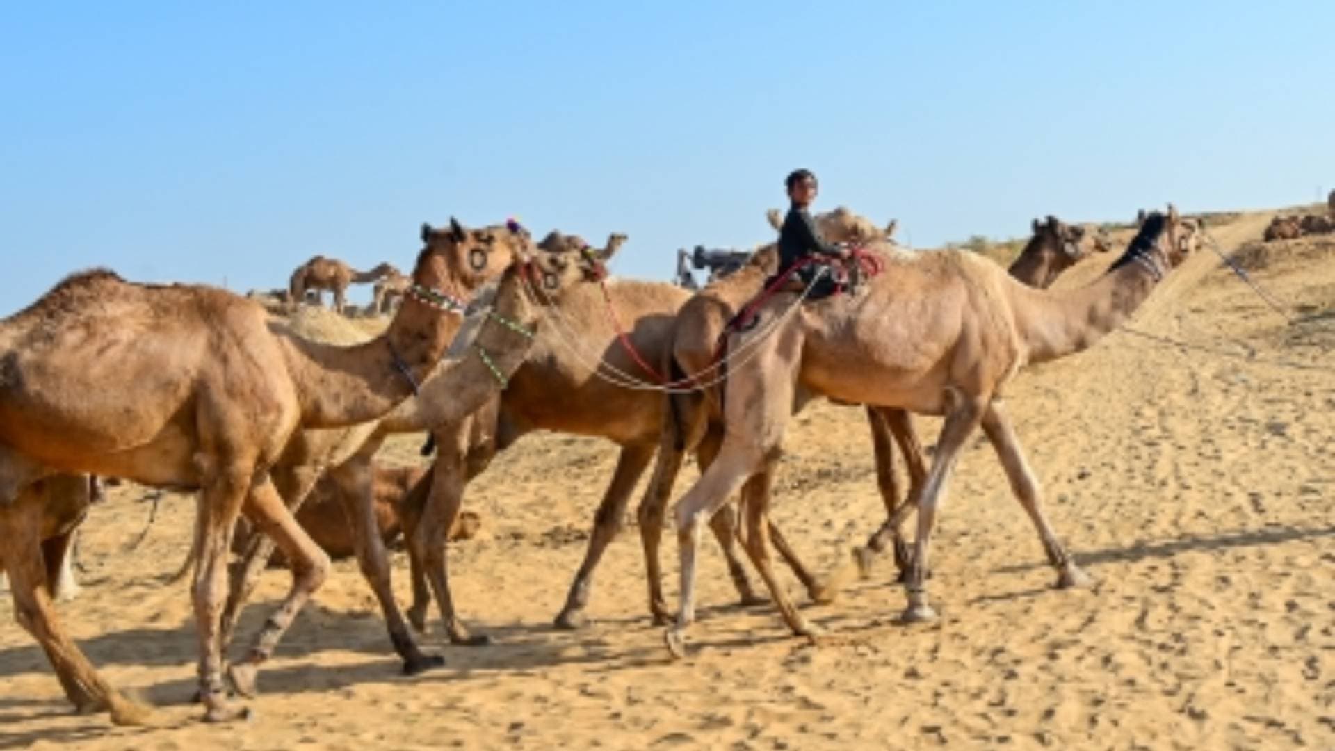 Allahabad HC Asks Meerut Cops To Release Camels To Owner