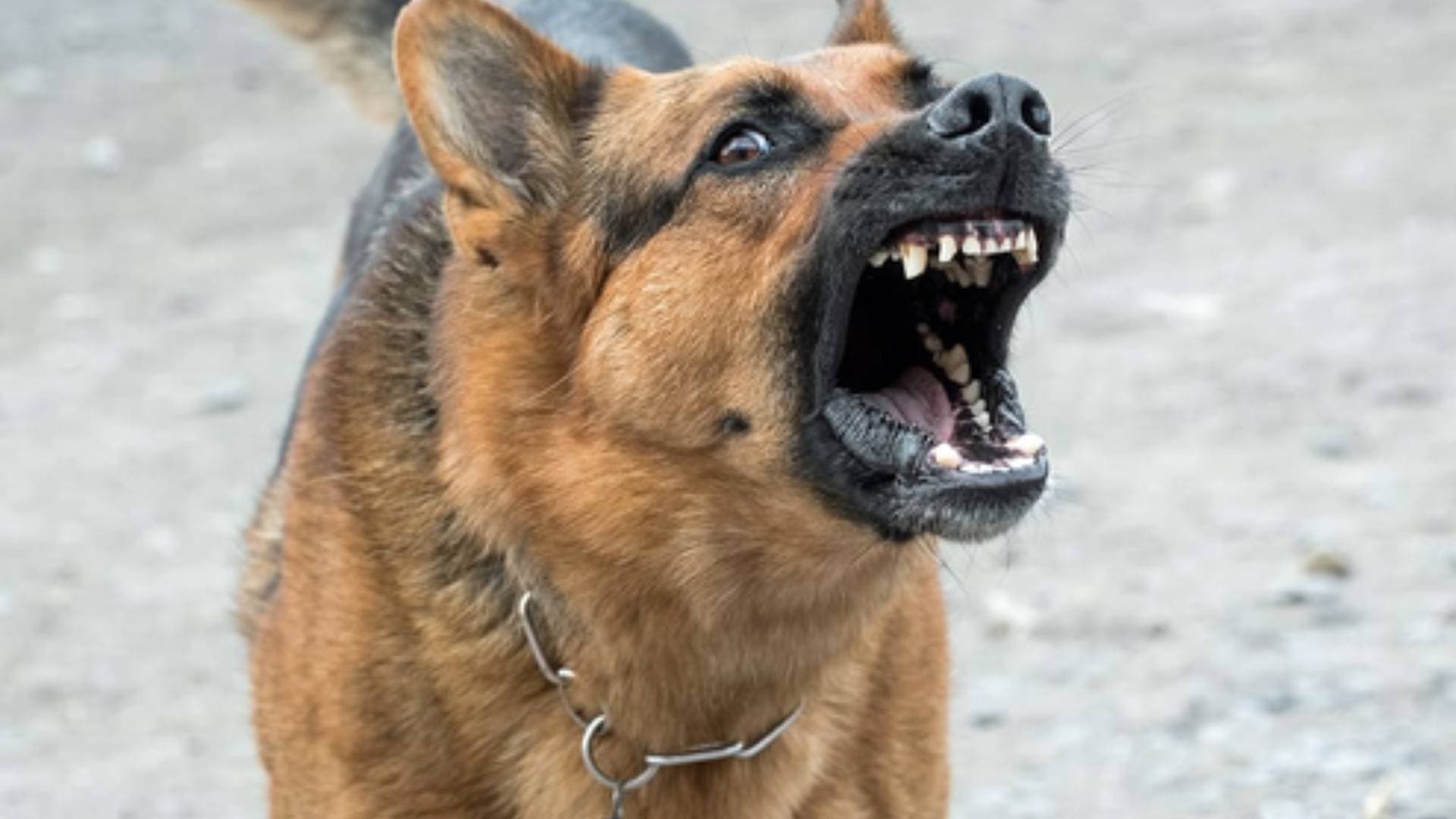 Jodhpur: Cousins Trying To Escape From Dogs, Hit By Train