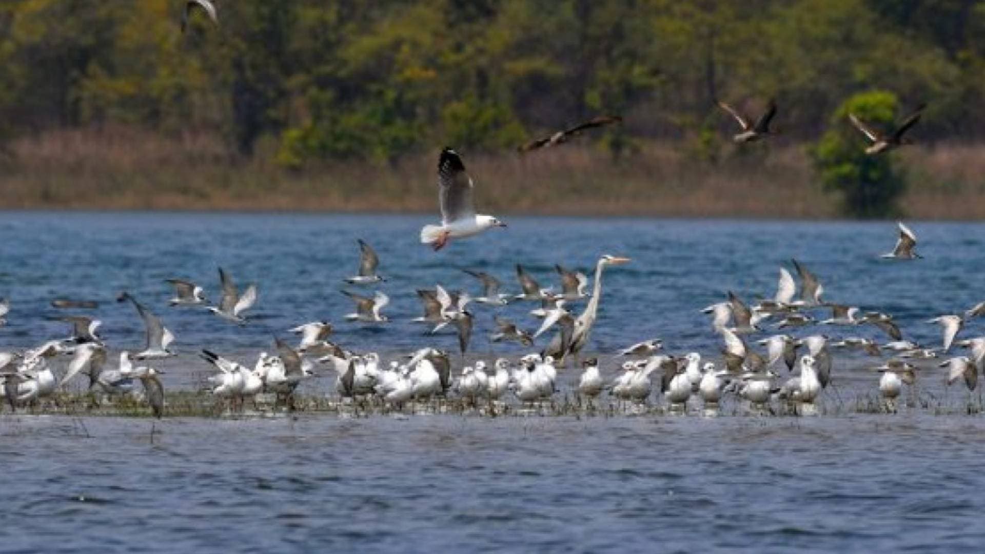 Annual Bird Reckoning In Hirakud Begins Today