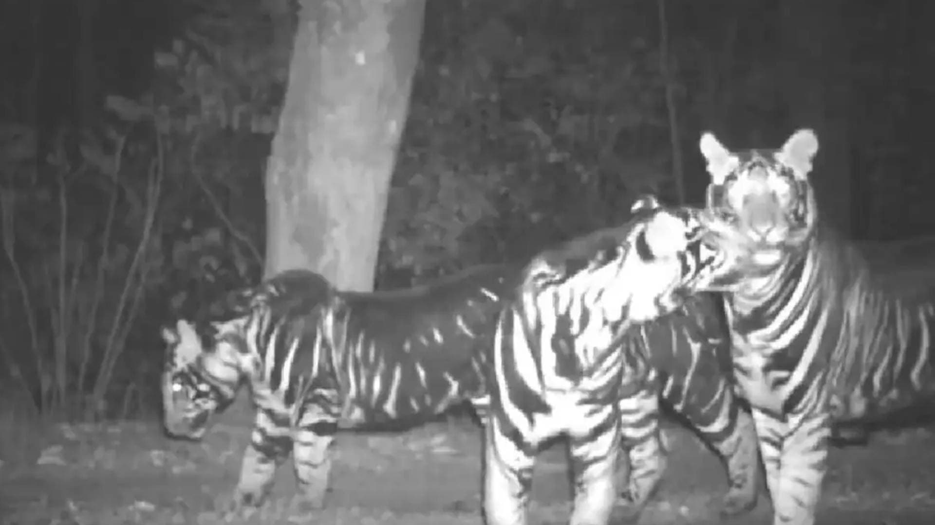 Rare Pseudo-Melanistic Tigers Family Caught On Camera In Odisha Forest, Video Goes Viral