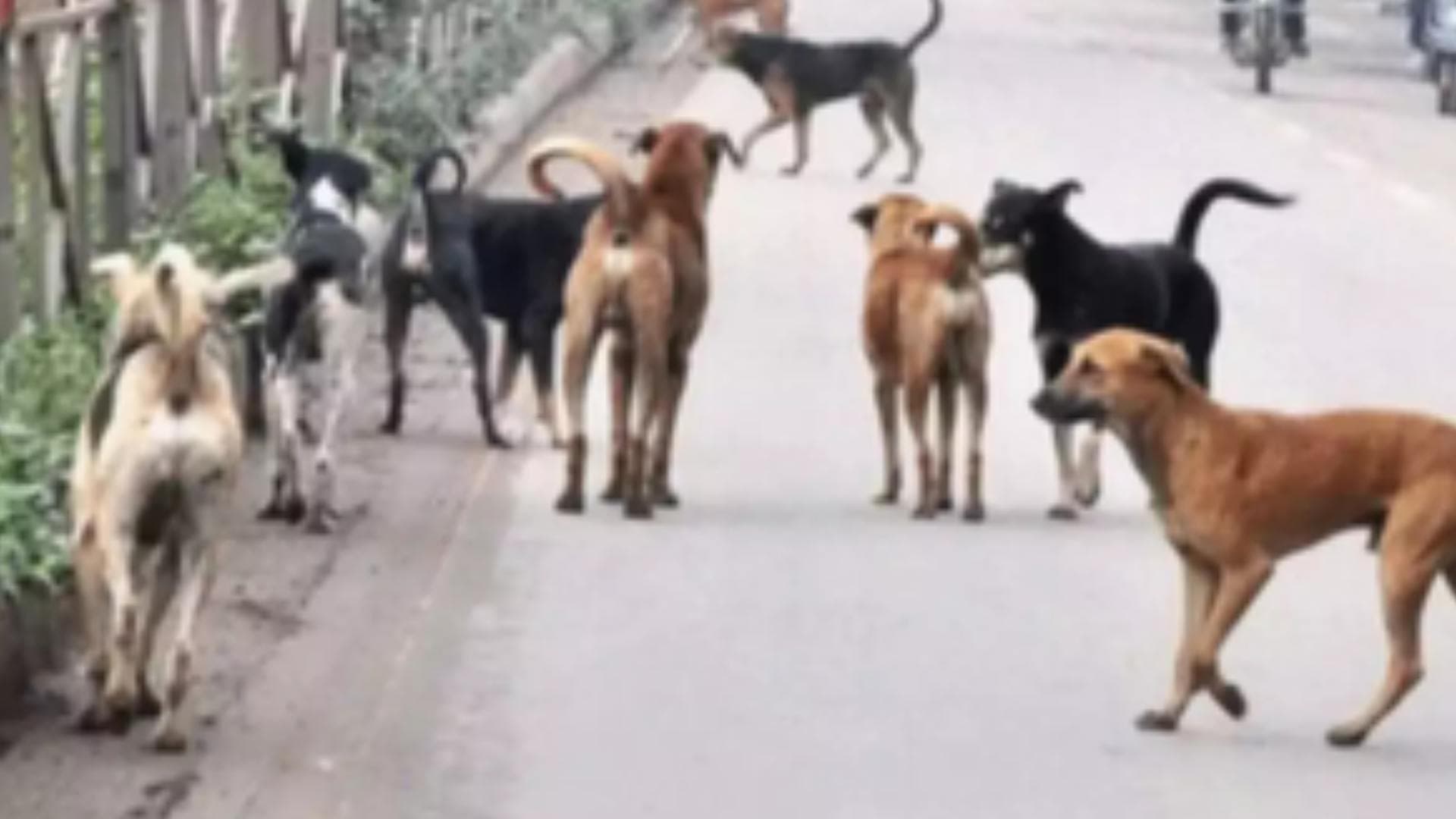 Seven-Year-Old Boy Attacked By Stray Dogs In Lucknow