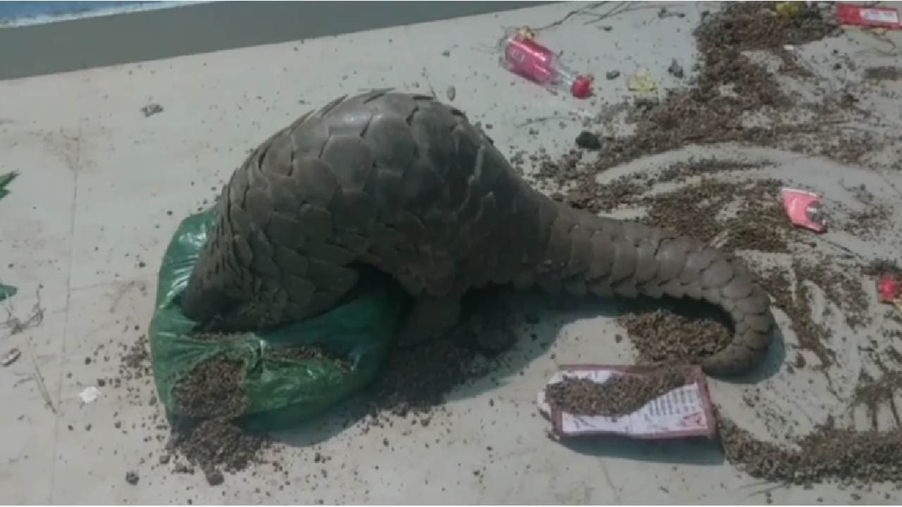 Pangolin Rescued In Nuapada, 10 Arrested