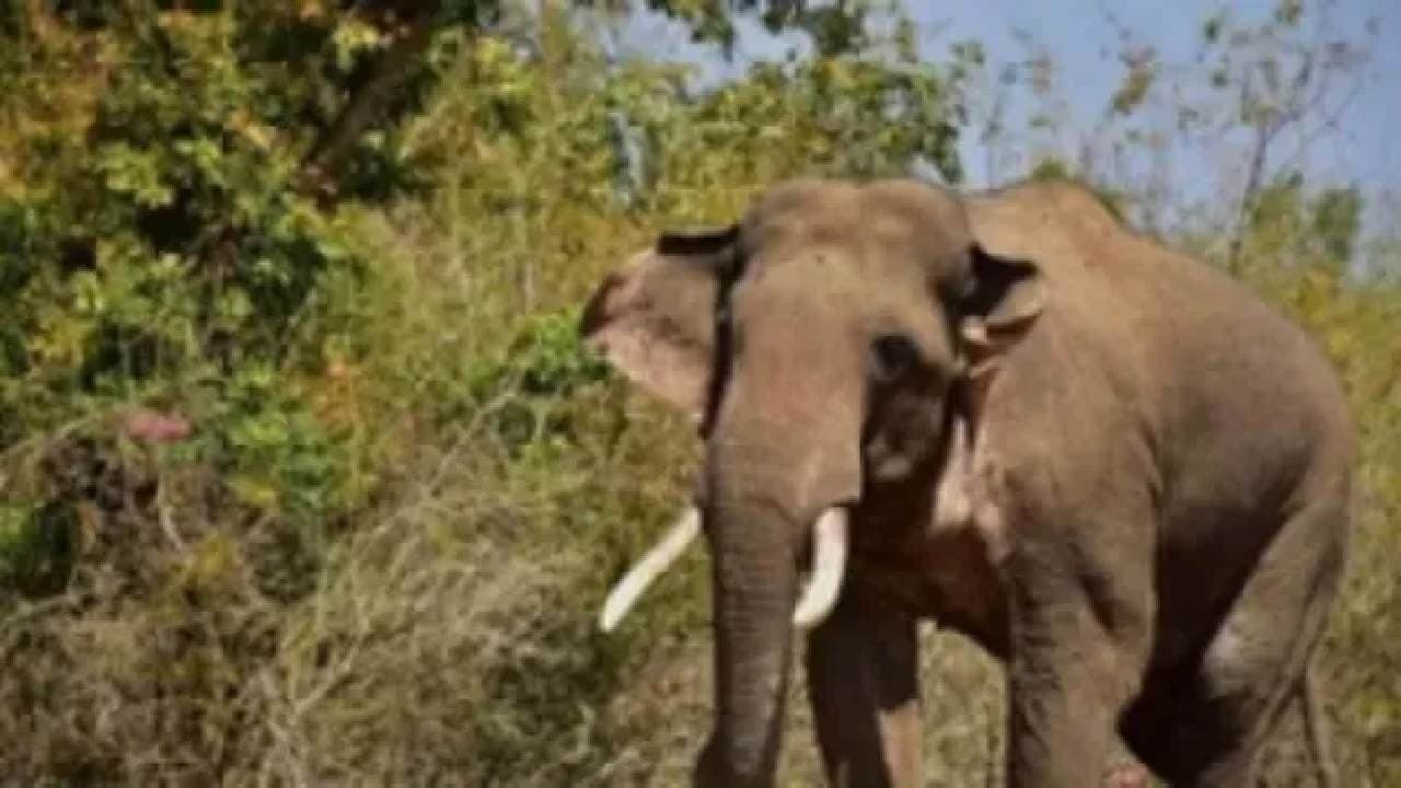 More Than 70 Elephants Create Menace In Balasore Villages 