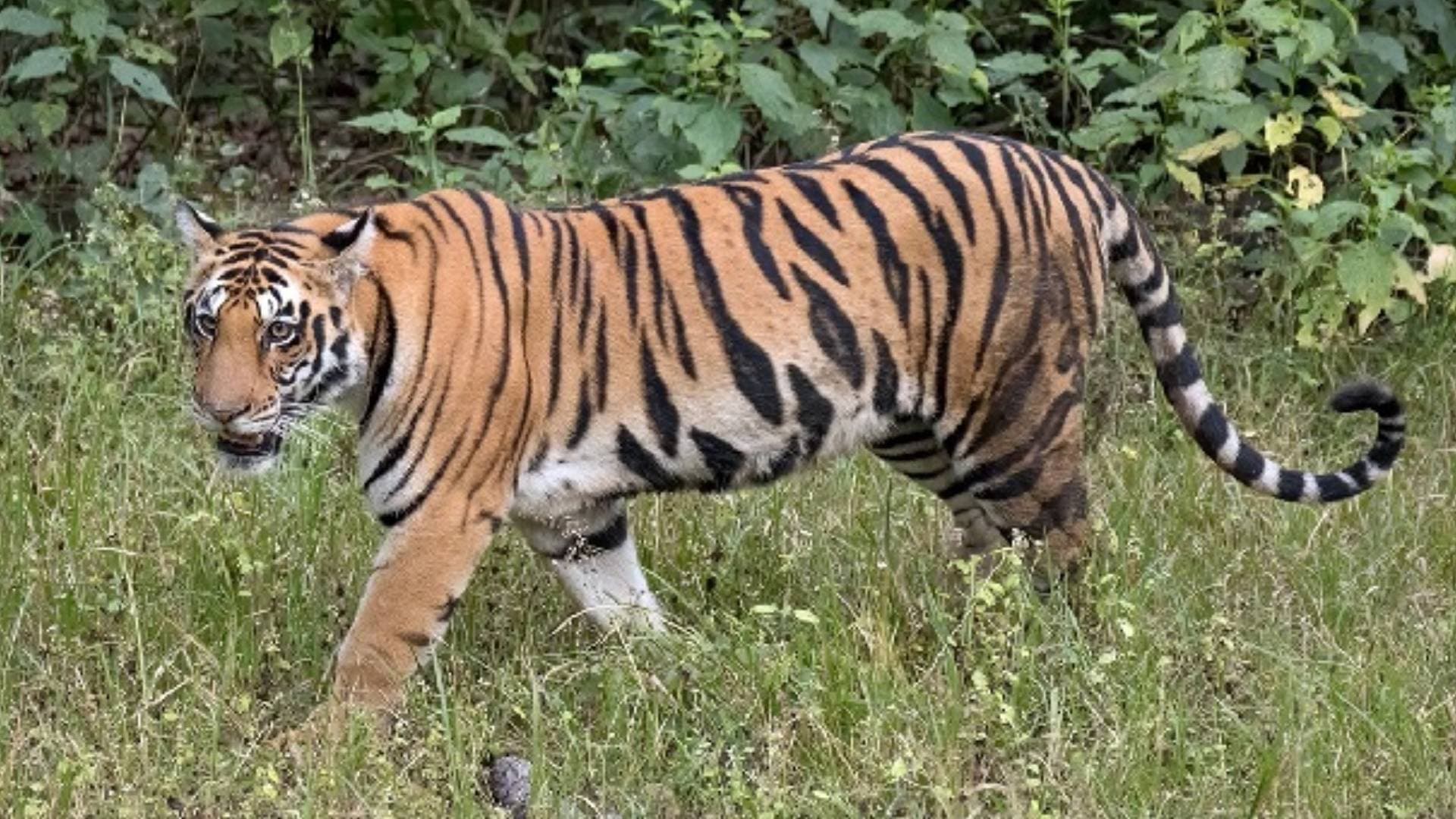 Tiger Terror In Nuapada: After A Minor Boy, It Kills  Aother Woman