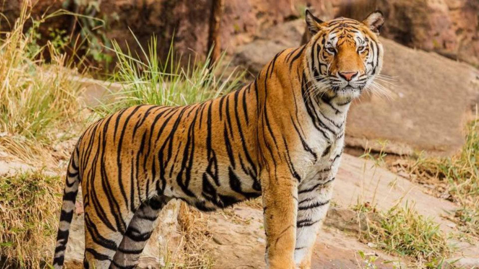 Odisha: Concern Over Decline In Population Of Tigers At Similipal Tiger Reserve