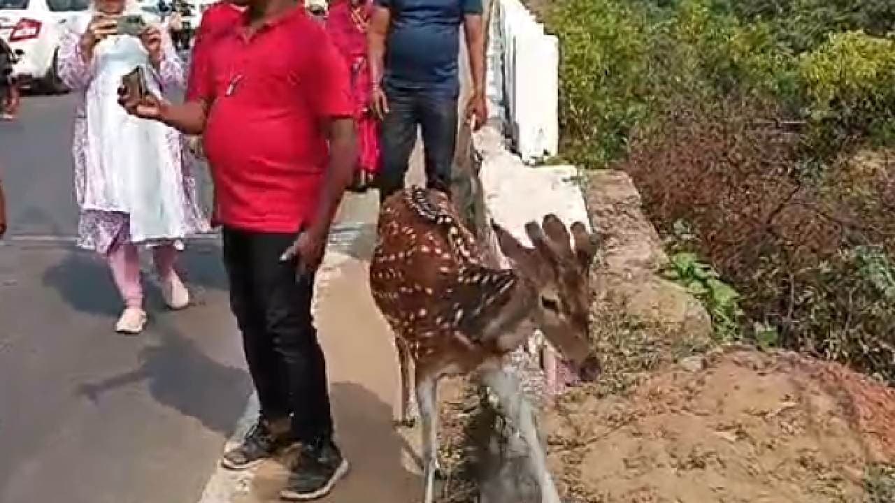 Deer Found Wandering Near Nuanai Bridge In Puri, Attracts Locals' Attention  
