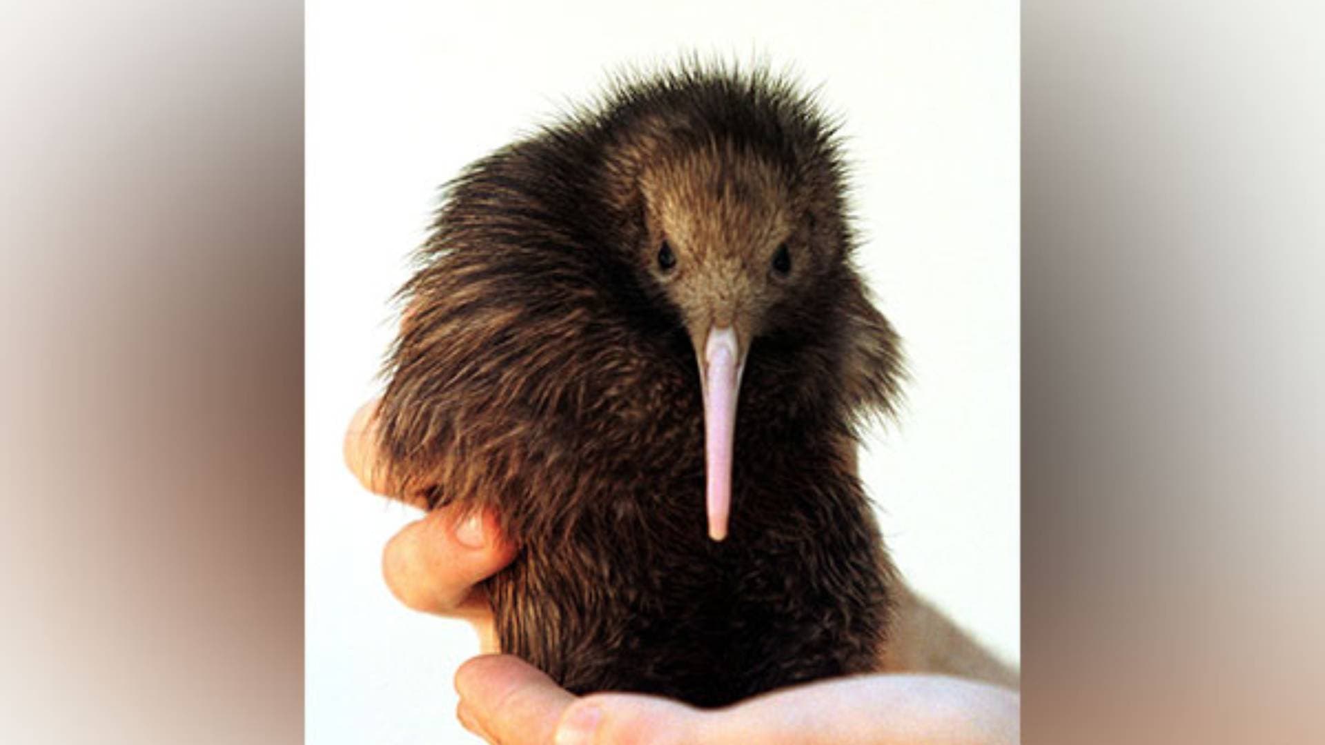 New Zealand's Capital Welcomes First Kiwi Chicks In Over 150 Years