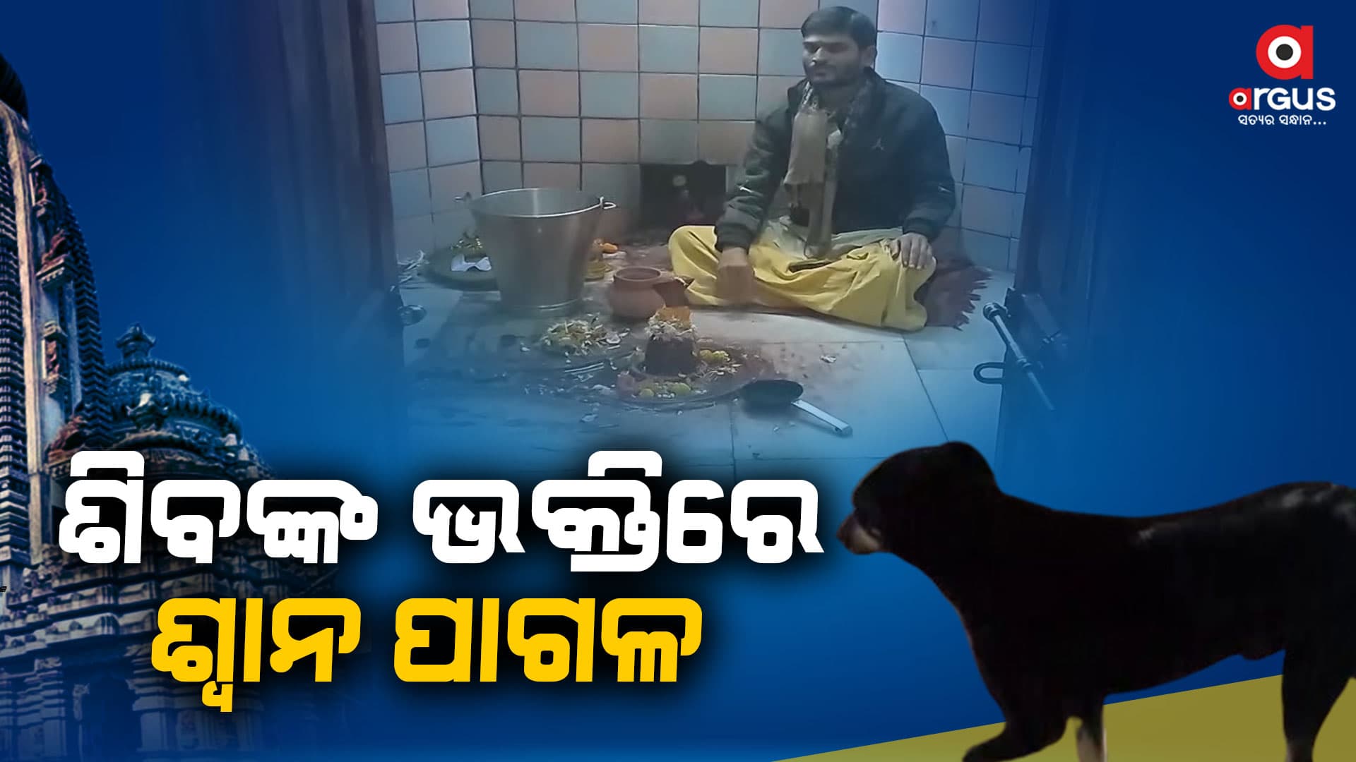 ମାସେ ହେବ ମହାଦେବଙ୍କ ମନ୍ଦିର ପରିକ୍ରମା କରୁଛି କୁକୁର