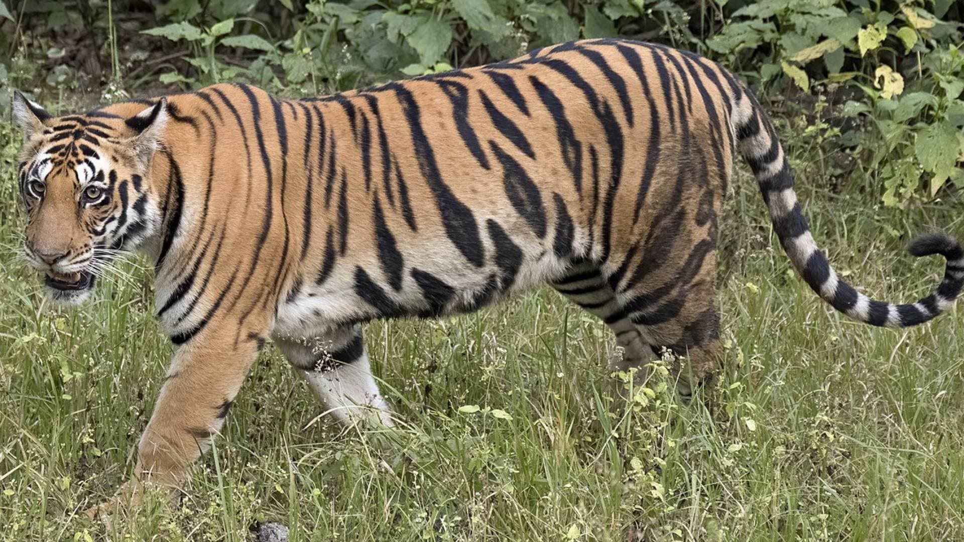 Maharashtra Tiger Covers 2000 Km Crosses 4 States To Reach Odisha