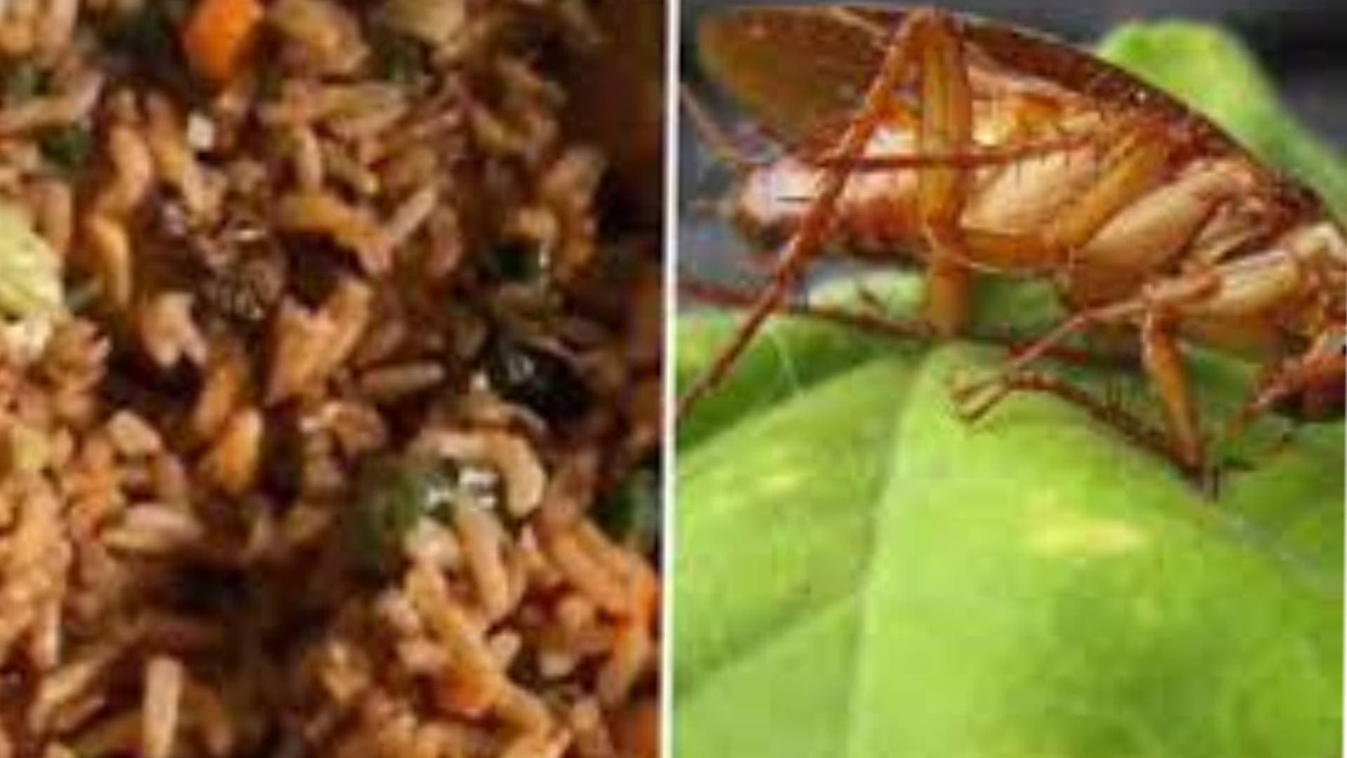 Woman Finds Cockroach In Her Order From Zomato, Company Responds