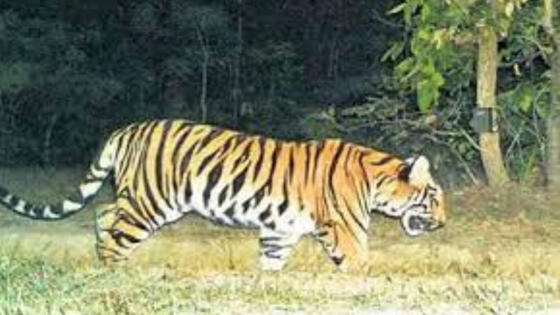 Footprints Of Tiger Spotted In Rayagada, Locals Terrified