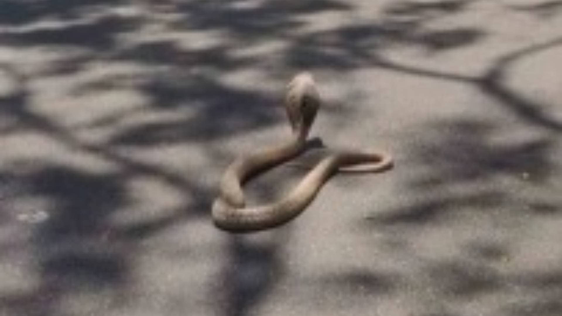 UP Man Dies After Being Bitten By Snake While Making Video