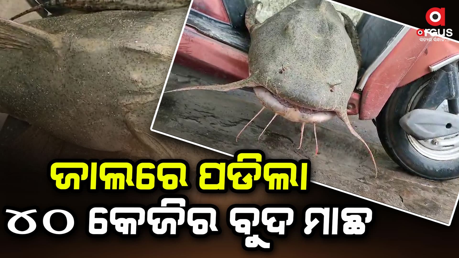ଜାଲରେ ଲାଗିଛି ବଡ ମାଛ, ଦେଖିବାକୁ ଲାଗିଛି ଲୋକଙ୍କ ଭିଡ